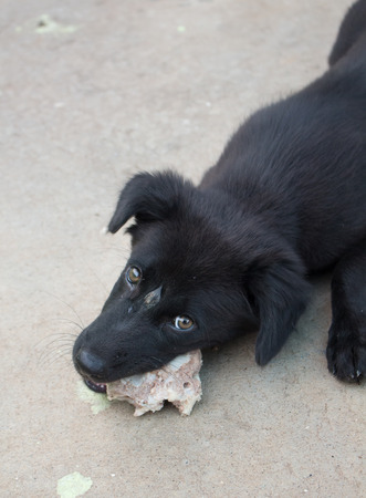 a black dog is eating a boneの写真素材