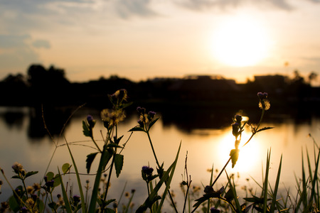 back light grass in summerの写真素材
