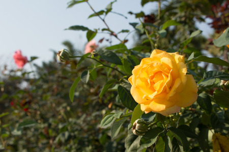 yellow Rose in the gardenの写真素材
