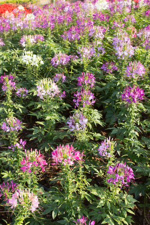 Cleome flower. Species of Cleome are commonly known as spider flowers, spider plants, spider weeds, or bee plantsの写真素材