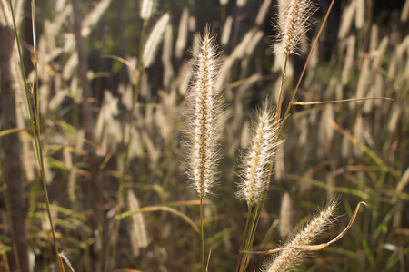 backlighting grass in winterの写真素材