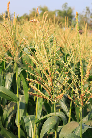 corn pollen of farmの写真素材