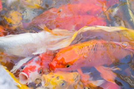 Koi Fish swimming beautiful color variations natural organicの写真素材