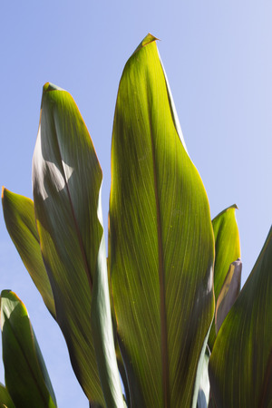 Thai plant herb on blue backgroundの写真素材