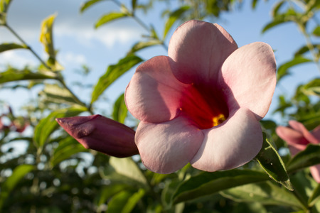 beautiful pink flowers in parkの写真素材