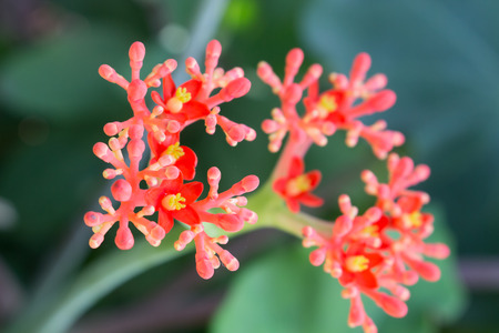 Jatropha podagrica Hook-EUPHORBIACEAEの写真素材