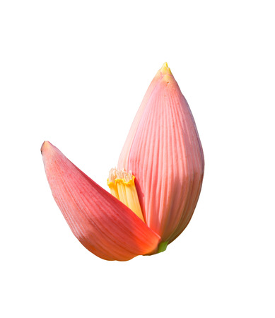 blossom of the banana treeの写真素材