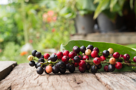 Fresh Thailand Local Fruit, Thai Blueberry.の写真素材