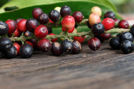 Fresh Thailand Local Fruit, Thai Blueberry.の写真素材