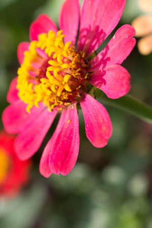 close up of zinnia flowerの写真素材