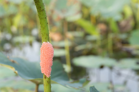 snail egg on shaft of lotusの写真素材