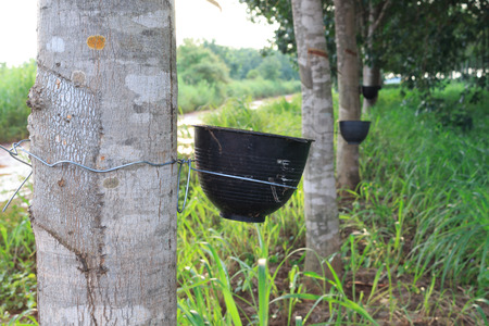 rubber tree,rubber tree is plants economy.の写真素材