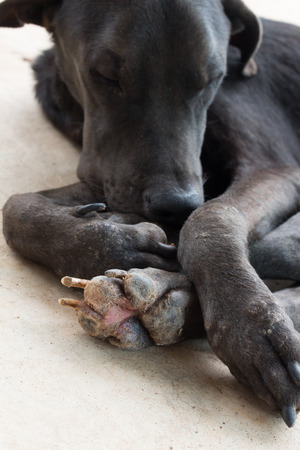 a dog is being sick,have wound on foot.の写真素材