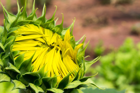 close up of sun flower