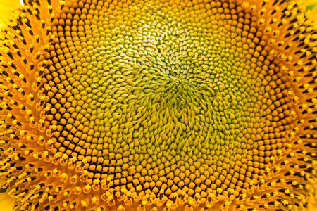 close up of sun flowerの写真素材