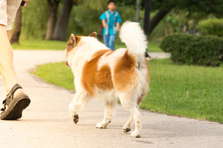 Dog running with people in the parkの写真素材