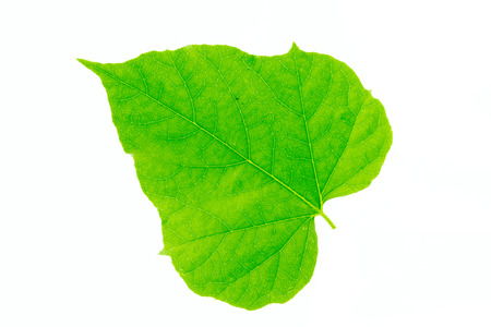 Leaf on white backgroundの写真素材