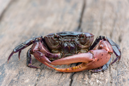 black crab on woodenの写真素材
