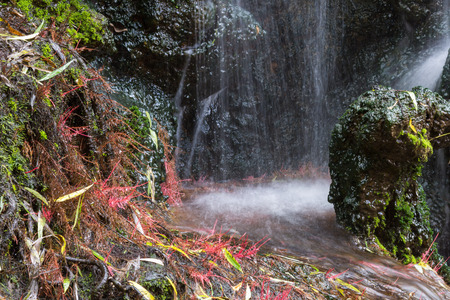plant in waterfall Areaの写真素材