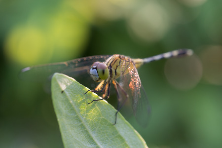 dragonfly in nature backgroundの写真素材