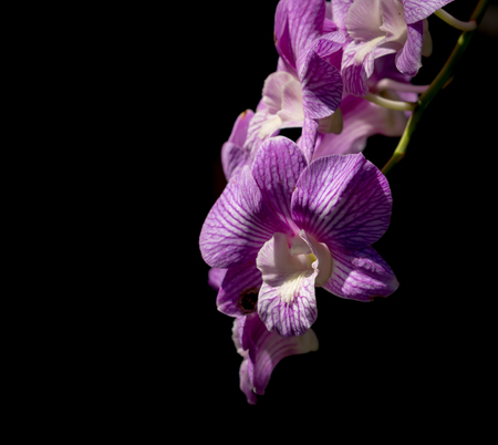 close up of orchid on blackの写真素材