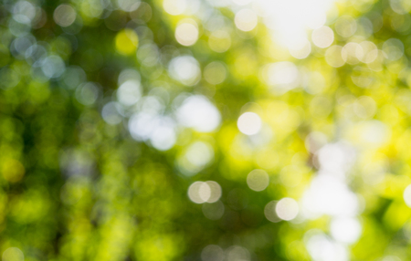 abstract bokeh background of natureの写真素材