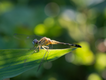 dragonfly in nature backgroundの写真素材