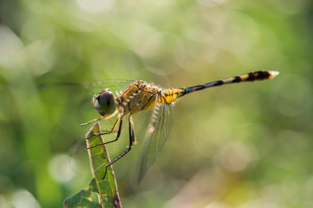 dragonfly in nature backgroundの写真素材