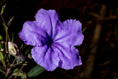 Ruellia tuberosa in the gardenの写真素材
