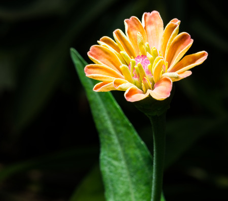 Zinnia flower in the gardenの写真素材