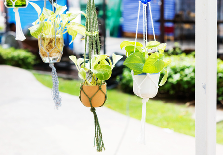 Hanging flower potの写真素材