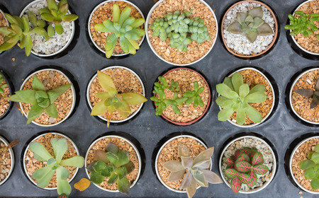 Cereus hexagonus in pot for garden Decorの写真素材