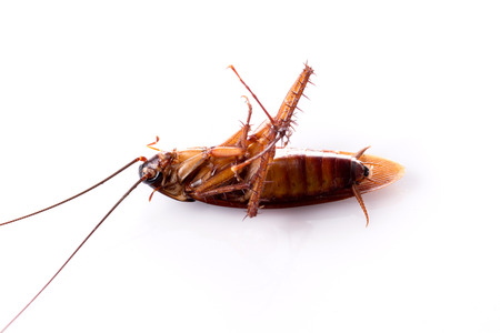 dead cockroach on white background