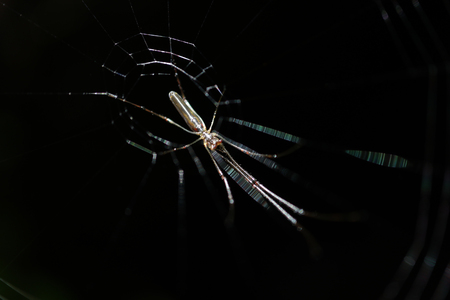 close up of spider on cobweb in darkの写真素材