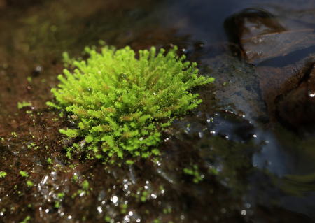 close up of leaves in rain forestの写真素材