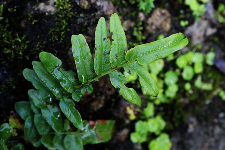 close up of leaves in rain forestの写真素材