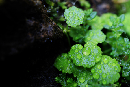 close up of leaves in rain forestの写真素材