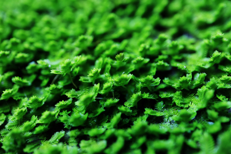 close up of leaves in rain forestの写真素材