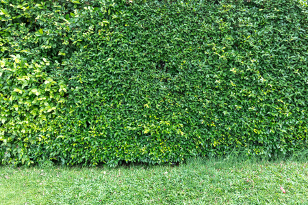 tree fence of a homeの写真素材