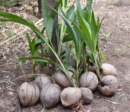 Coconut seedlings prepared for plantingの写真素材