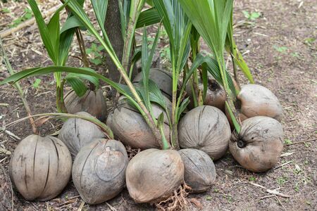 Coconut seedlings prepared for plantingの写真素材