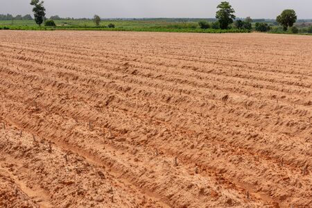 Newly grown cassava plantations of Thailandの写真素材
