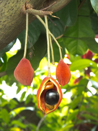 Chinese chestnut の写真素材