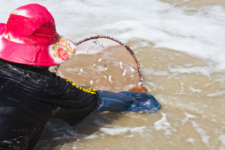 A thai fisherman is searching for shells  Pharella javanica  on the beach of thailandの写真素材