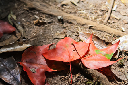 Red maple leaf on the ground and leavesの写真素材