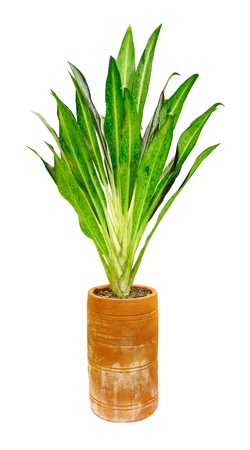 Garden plants isolated on white background, Tree contestの写真素材