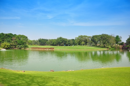 Golf course, treeの写真素材