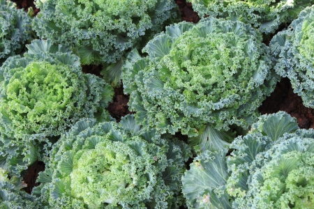 Healthy lettuce の写真素材