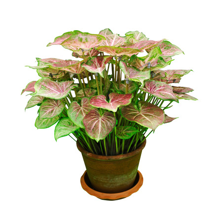 Garden plants の写真素材