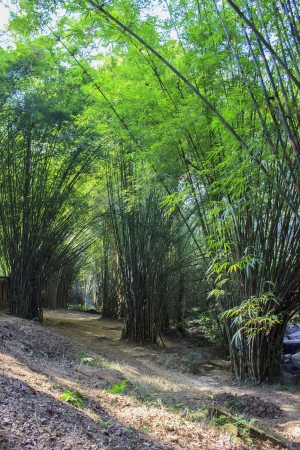 Bamboo forestの写真素材